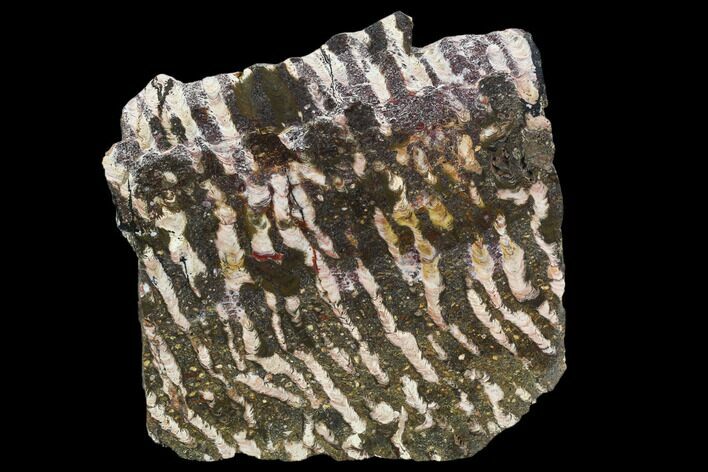 Polished Stromatolite (Collenia) Slab - Minnesota #130658
